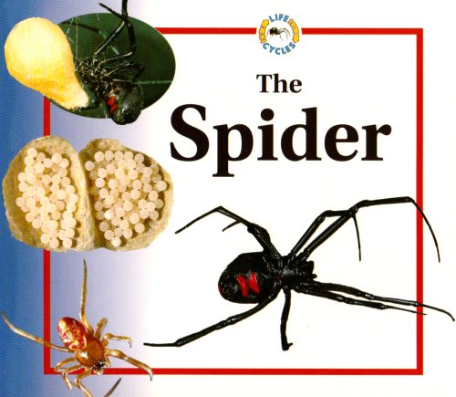 The spider