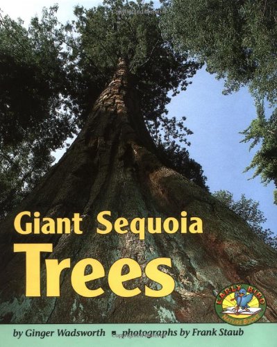 Giant sequoia trees