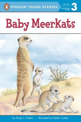 Baby meerkats