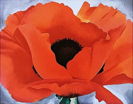 Red poppy