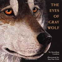 The eyes of gray wolf