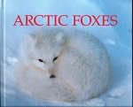 Arctic foxes