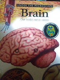 Brain : Our body's nerve center