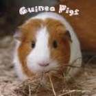 Guinea pigs