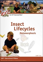 Insect lifecycles : metamorphosis. [videorecording]