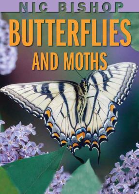 Butterflies And Moths.