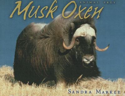 Musk oxen