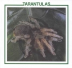 Tarantulas