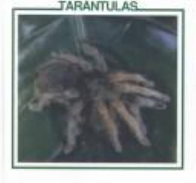 Tarantulas