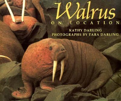 Walrus on location