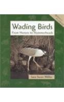 Wading birds : from herons to hammerkops