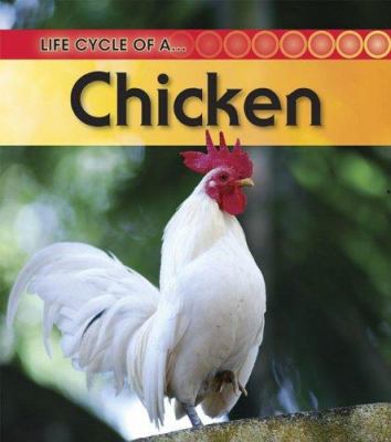 Life cycle of a chicken