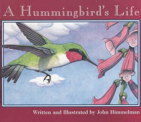A hummingbird's life