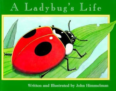 A ladybug's life