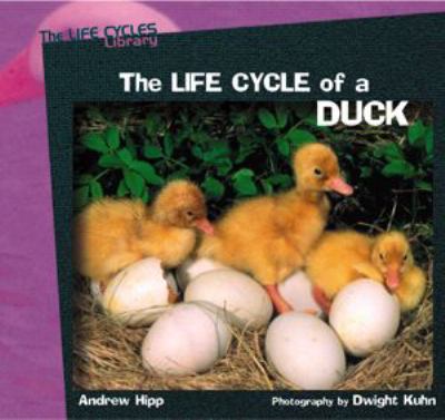 The life cycle of a duck