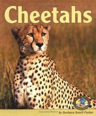 Cheetahs