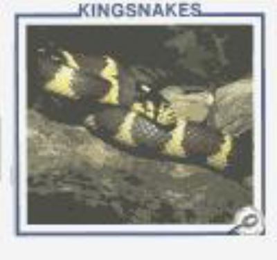 Kingsnakes