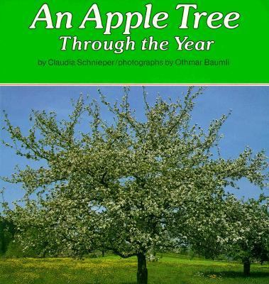 An apple tree through the year