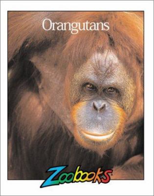 Orangutans