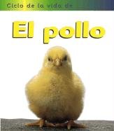 Ciclo de vida de el pollo