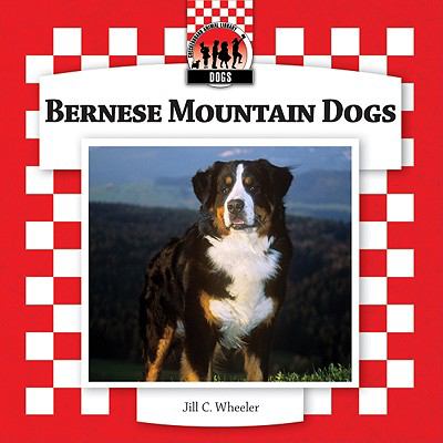 Bernese mountain dogs