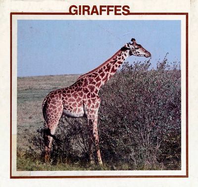 Giraffes