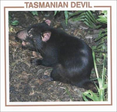 Tasmanian devil