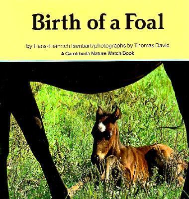 Birth of a foal