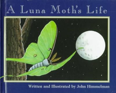A luna moth's life