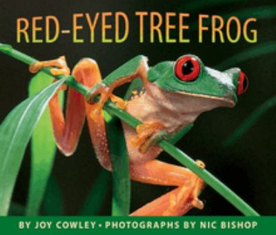 Red-eyed tree frog