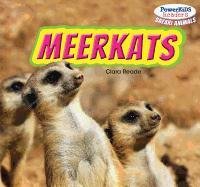 Meerkats