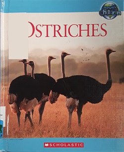 Ostriches