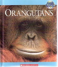 Orangutans