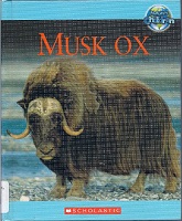 Musk ox