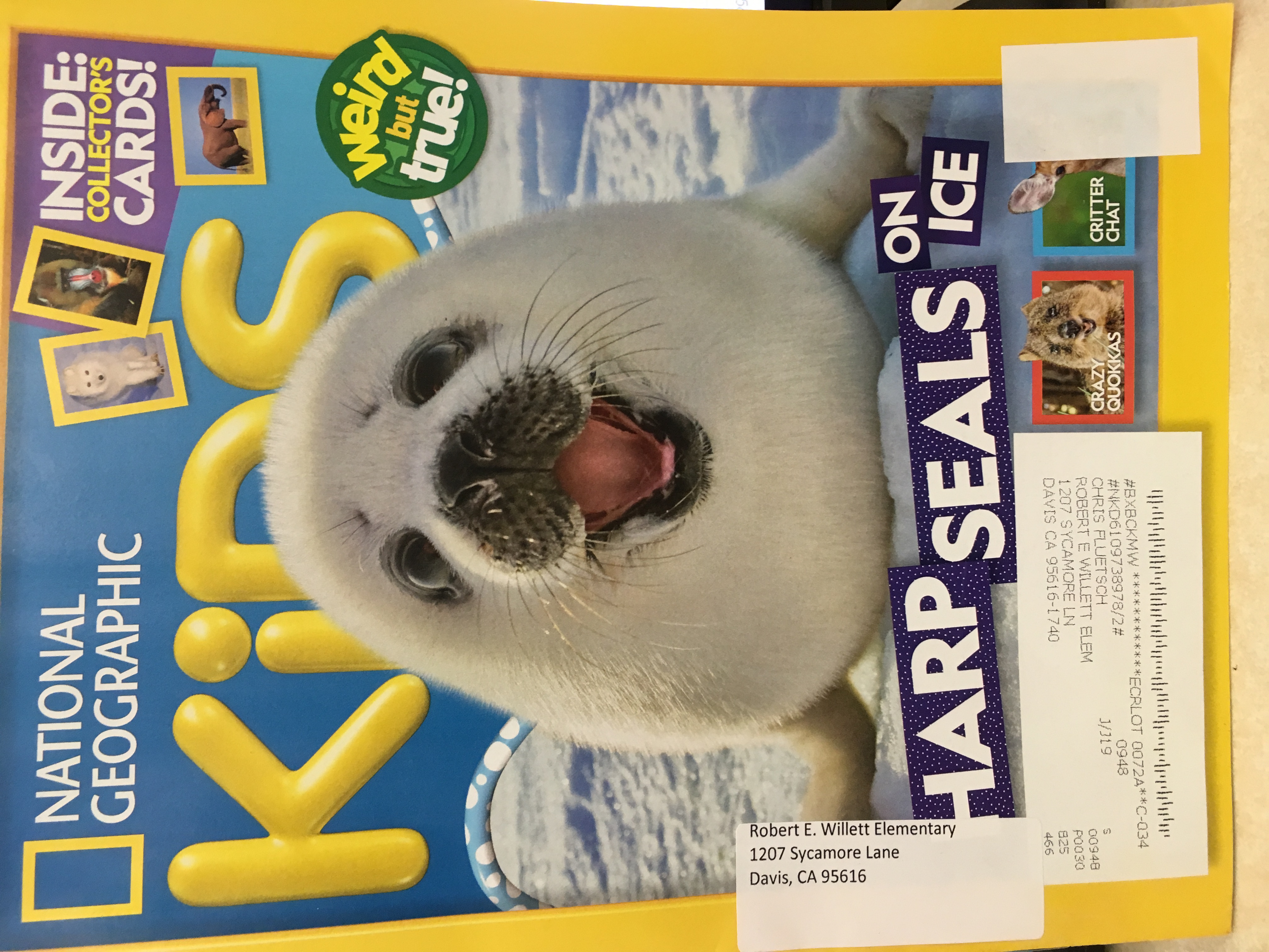 National Geographic Kids: magazine. : harp seals on ice.