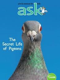 Ask : secret life of pigeons.