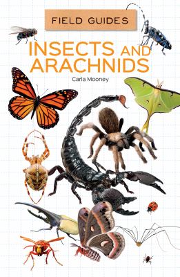 Insects and arachnids.