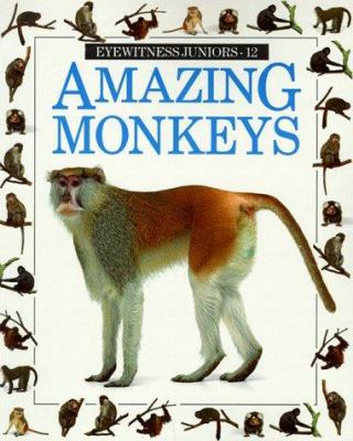 Amazing monkeys