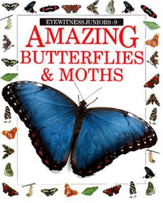 Amazing butterflies & moths