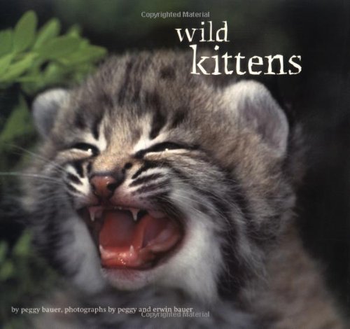 Wild kittens