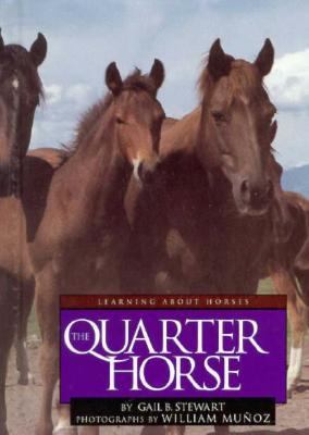 The quarter horse