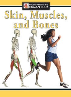 Skin, muscles, and bones
