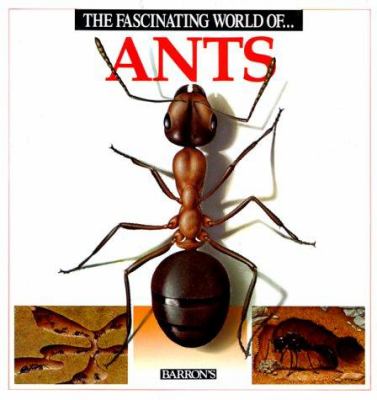 The fascinating world of . . . ants