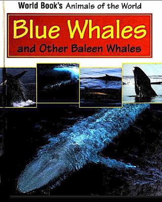 Blue whales and other baleen whales.