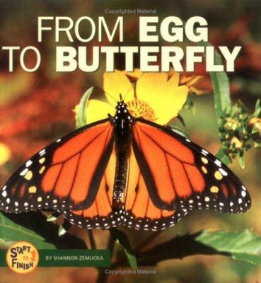 From egg to butterfly