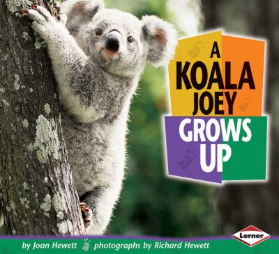 A koala joey grows up