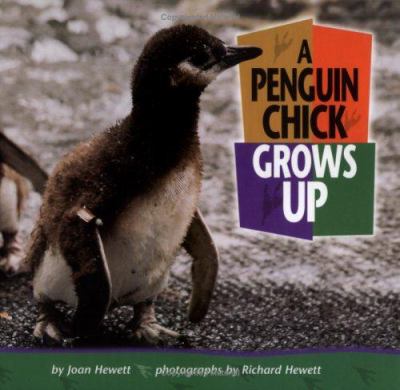 A penguin chick grows up