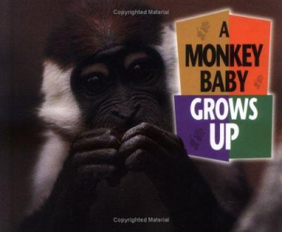 A monkey baby grows up