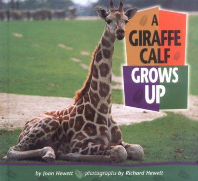 A giraffe calf grows up