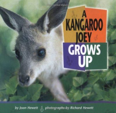 A kangaroo joey grows up